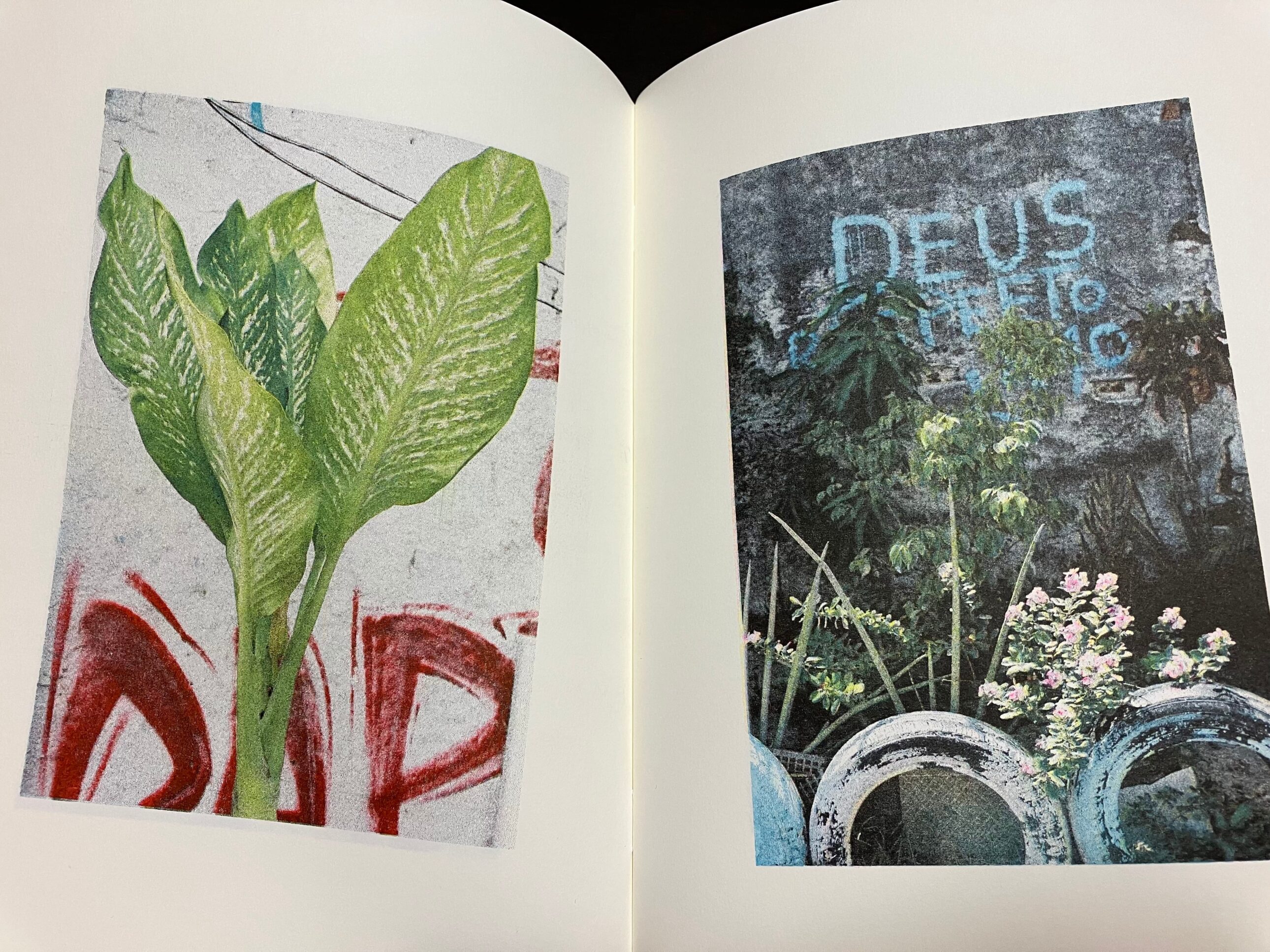 PLANTS IN THIS PLANET