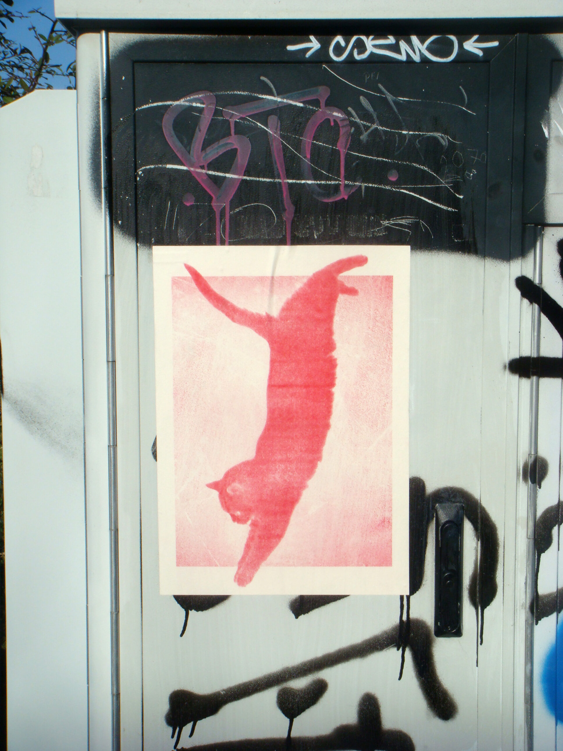 Red Cat 
